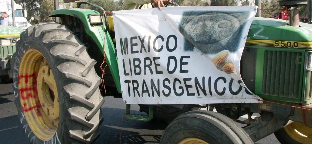 Mexico bans glyphosate and GM corn