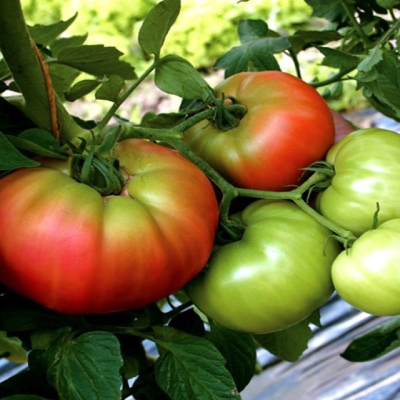  OASIS Microfarms Network