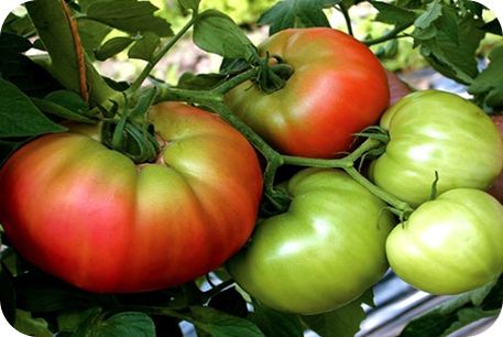 OASIS Food Hub